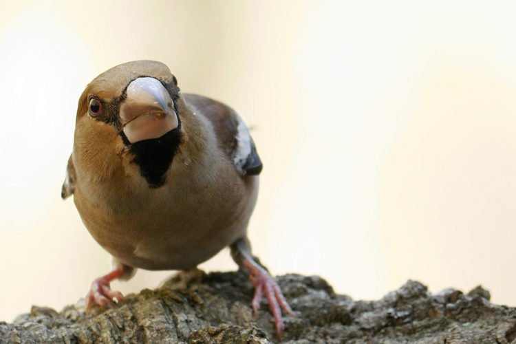 Fauna de la Serranía de Ronda: Picogordo (Coccothraustes coccothraustes)