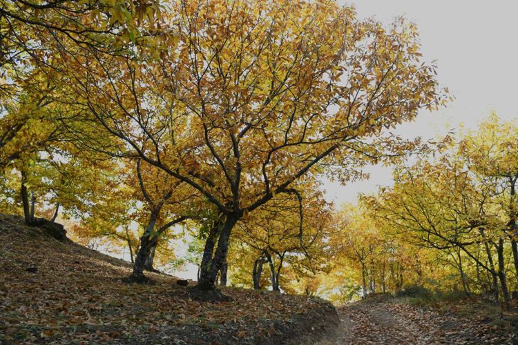 La ‘Primavera de cobre’ comienza a mostrarse en todo su esplendor en el Valle del Genal