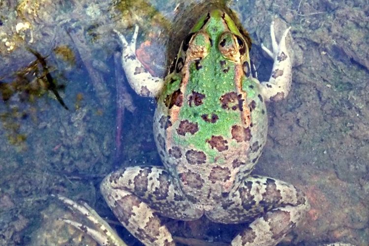 Fauna de la Serranía de Ronda: Rana común