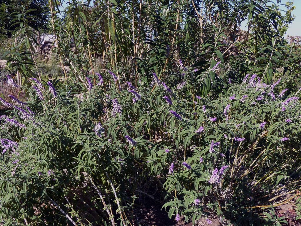 Plantas Medicinales De La Serranía De Ronda Salvia Salvia Officinalis Diario Ronda