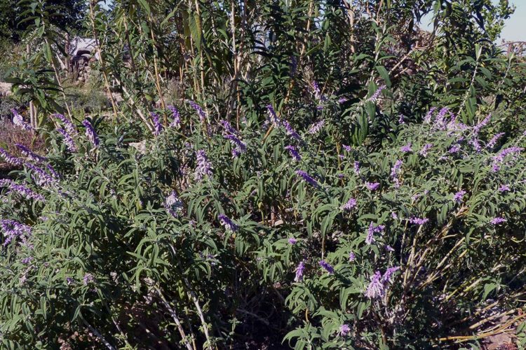 Plantas medicinales de la Serranía de Ronda: Salvia (Salvia officinalis)