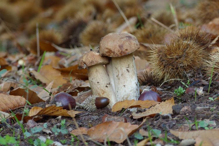 Setas de la Serranía de Ronda: Boleto de verano (Boletus aestivalis)