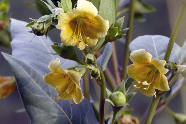 Plantas de la Serranía de Ronda: Belladona andaluza. Tabaco gordo, Tabaco borde, Tabaco de pastor