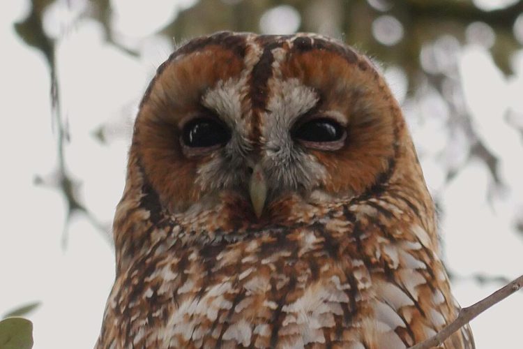 Fauna de la Serranía de Ronda: Cárabo común (Strix aluco)