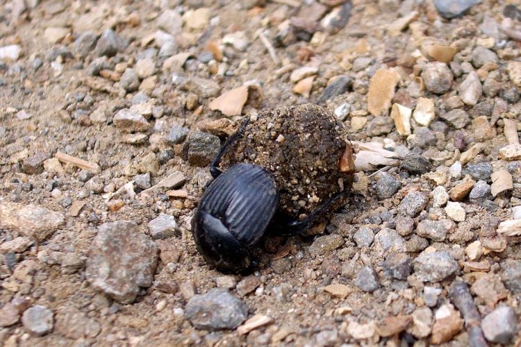 Fauna de la Serranía de Ronda: Escarabajo pelotero (Scarabaeus laticollis)