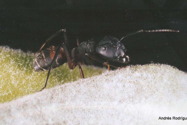 Hormigas de la Serranía de Ronda: Camponotus cruentatus