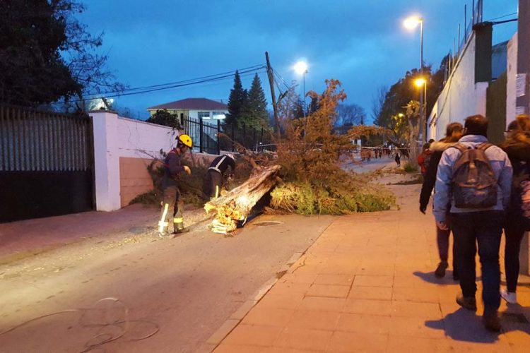 El temporal de viento azota la ciudad de Ronda y provoca caída de postes eléctricos y de árboles