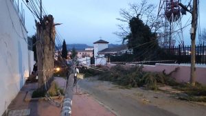 Postes y árboles caídos en calle Dolores Ibárruri.