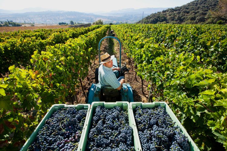 La Junta pone en marcha una serie de ayudas para los agricultores y ganaderos, así como para el enoturismo