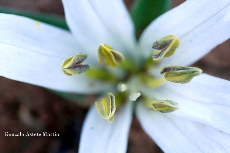 Plantas de la Serranía de Ronda: Merendera (Androcymbioides)