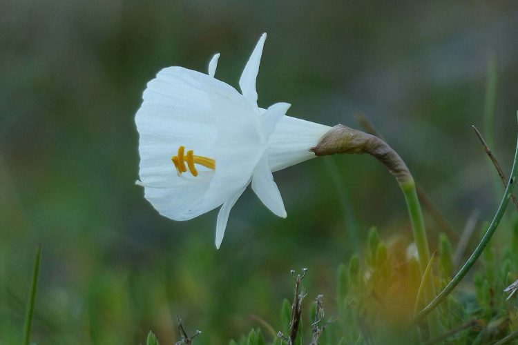 Plantas de la Serranía de Ronda: Narciso blanco (Narcissus cantabricus)
