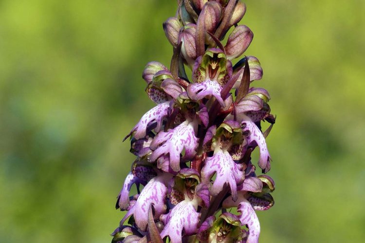 Plantas de la Serranía: Orquídea gigante (Himantoglossum robertianum-Barlia robertiana)