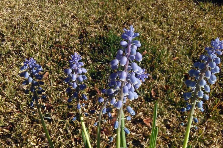 Plantas de la Serranía de Ronda: Nazarenos (Género Muscari)