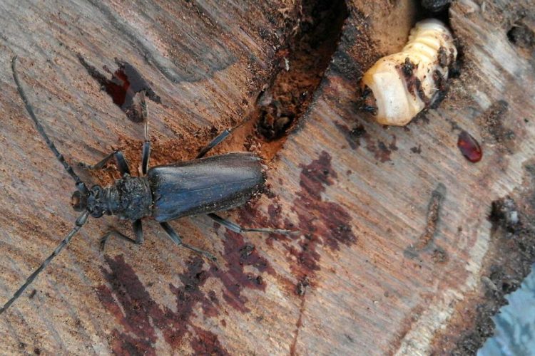 Fauna de la Serranía de Ronda: Taladro de las Encinas. Escababajos perforadores de las encinas (Cerambys welensii, Cerambyx cerdo)