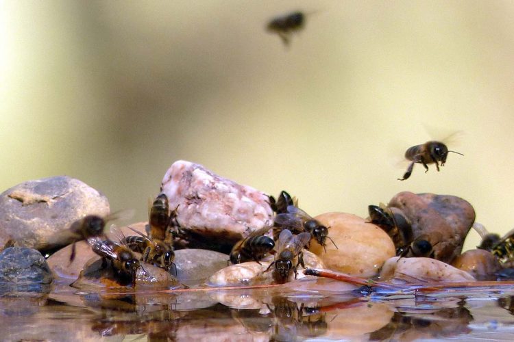 Fauna de la Serranía de Ronda: Las abejas en peligro