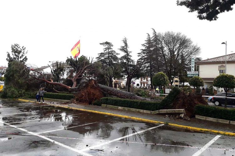 La borrasca abandona la Serranía dejando a su paso árboles caídos y tejas desprendidas