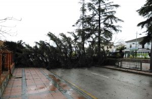 Un pino ha caído en la avenida Martínez Astein.