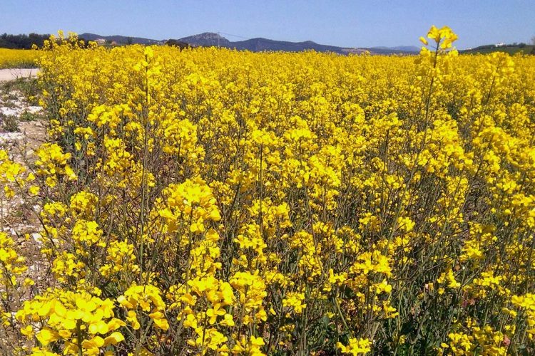 Plantas de la Serranía de Ronda: Colza (Brassica napus)