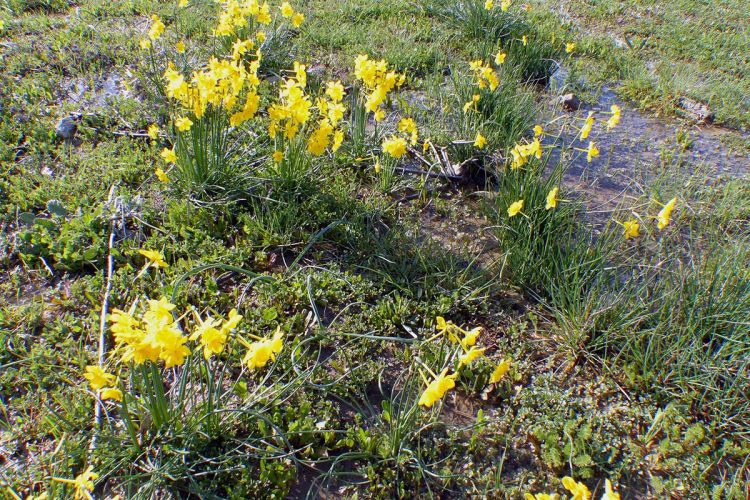 Plantas de la Serranía de Ronda: Narciso de Montejaque