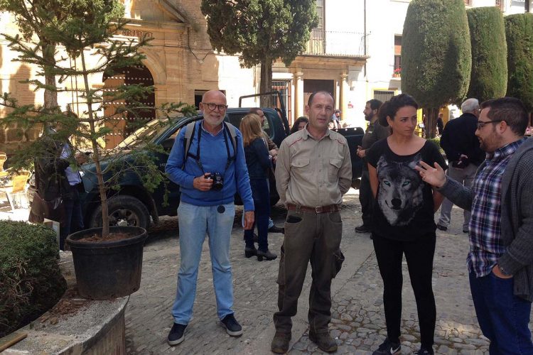 Un pinsapo vuelve lucir en la plaza Duquesa de Parcent gracias al profesor Andrés Rodríguez y al Glaucal de La Nava