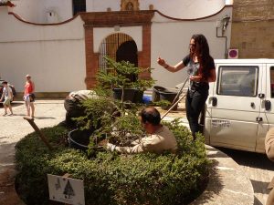 Colocación del pinsapo en el alcorque.