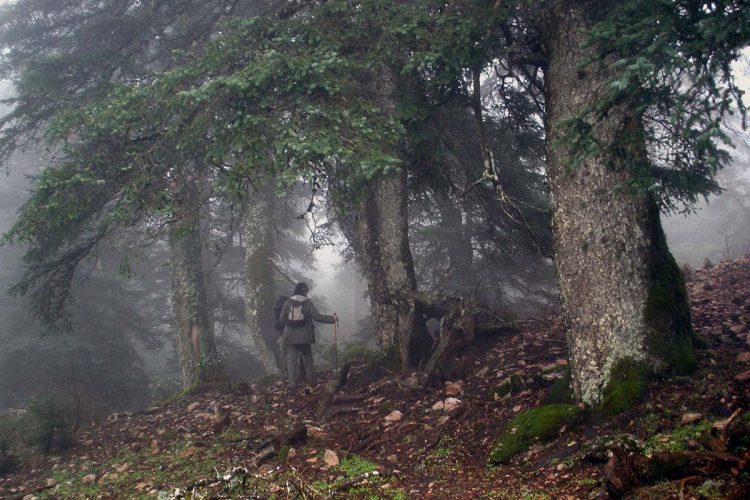 El cambio climático podría acabar con los bosques de pinsapos de la Serranía de Ronda