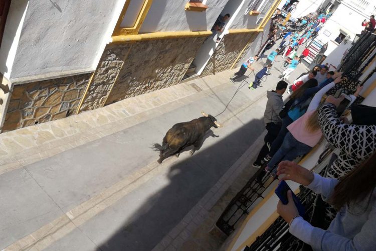 Más de 10.000 personas se dan cita en Gaucín para correr el Toro de Cuerda del Domingo de Resurrección
