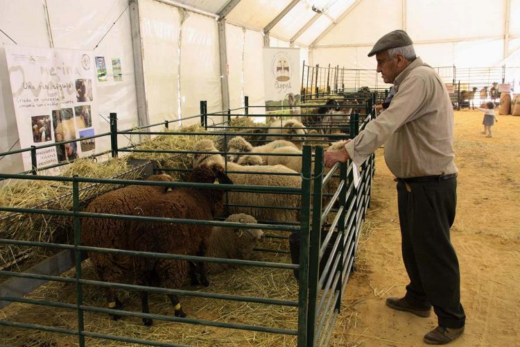 Arranca ‘AgroRonda 2018’ en una nueva edición de la Real Feria de Mayo