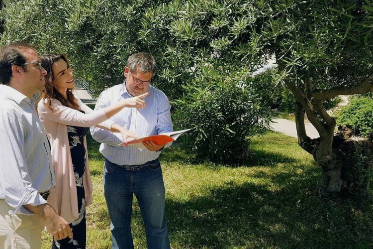 Ciudadanos ha reclamado en la Diputación  campañas para combatir las plagas de la avispilla del castaño y el ébola del olivo en la Serranía