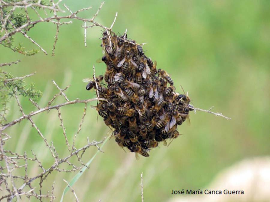 Es temporada de enjambres de abejas. Esto es lo que significa.