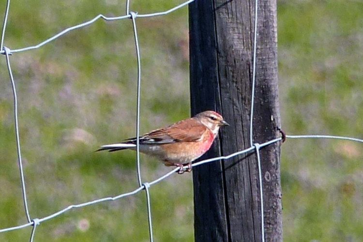 Fauna de la Serranía de Ronda: Pardillo común (Carduelis cannabina)