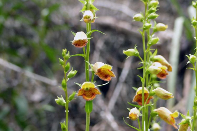 Fauna de la Serranía de Ronda: Dedalera negra (Digitalis obscura)