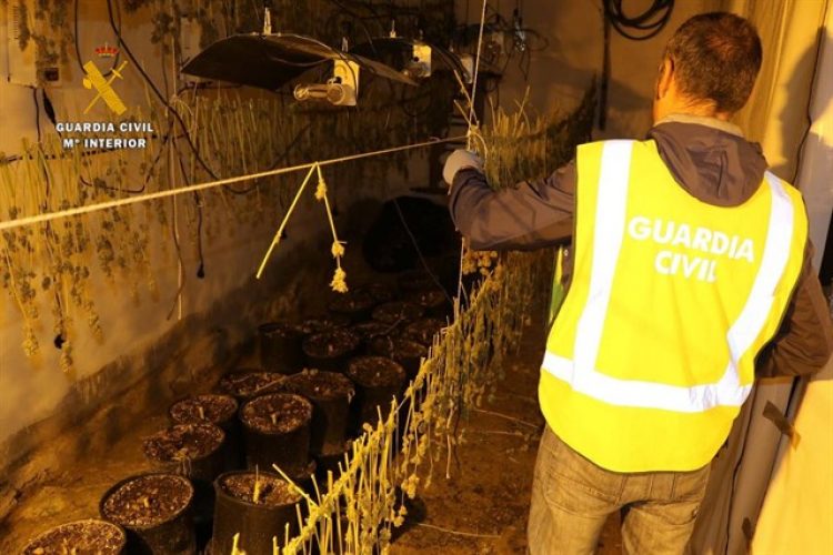 La Guardia Civil de Ronda desmantela una plantación de marihuana en Setenil de las Bodegas