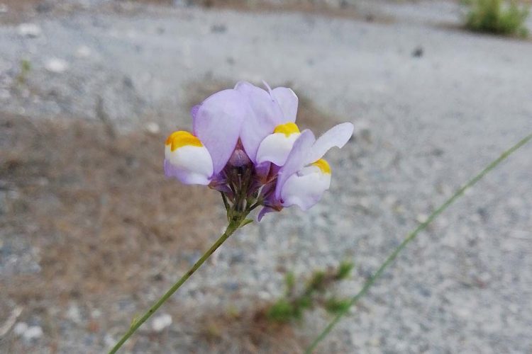 Fauna de la Serranía: Linaria de Clemente, Palomita de Clemente (Linaria clementei)