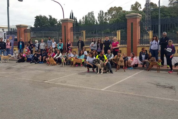 Decenas de personas, con sus mascotas, participan en la I Ruta Canina Ciudad de Ronda
