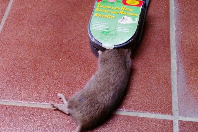 Una plaga de ratas genera una gran alarma en el Olivar de las Monjas ya que incluso están entrando en las viviendas
