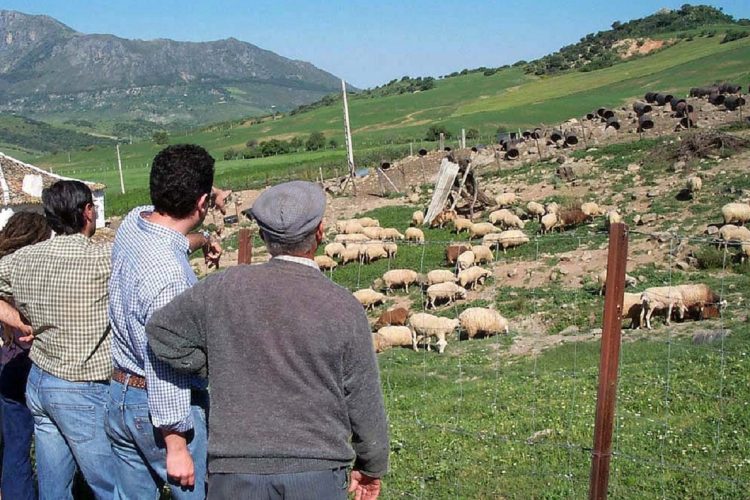 Condenan a un hombre a tres años de cárcel por estafar a ganaderos de Ronda y de Aracena