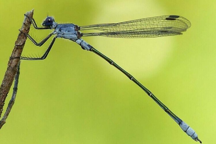 Fauna de la Serranía de Ronda. Libélulas: Zigóptero, Lestes macrostigma