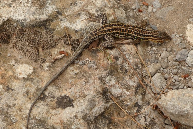 Fauna de la Serranía de Ronda: Lagartija colirroja (Acanthodactylus erythrurus)