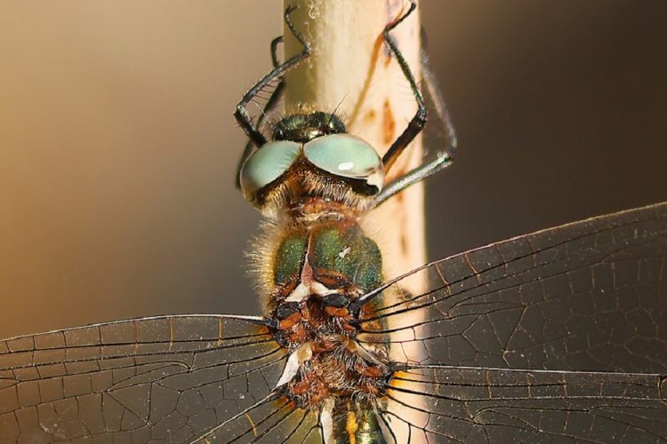 Fauna de la Serranía: Oxygastra cortisii, una joya en el río Guadalevin