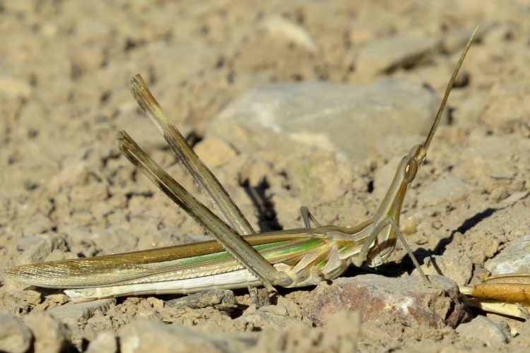 Fauna de la Serranía de Ronda: Saltamontes narigudo (Truxalis nasuta)