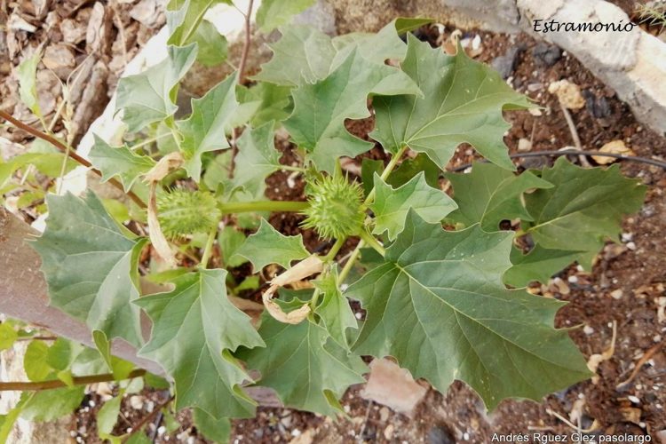 Plantas de la Serranía de Ronda: Estramonio, planta del Diablo, berenjena del diablo (Datura stramonium)