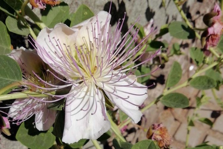 Fauna de la Serranía de Ronda: Alcaparra (Capparis spinosa)