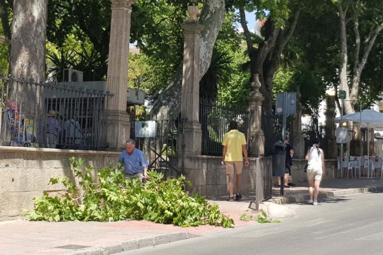 Una rama de grandes proporciones se desploma en la puerta de la Alameda cuando pasaban dos viandantes por el lugar