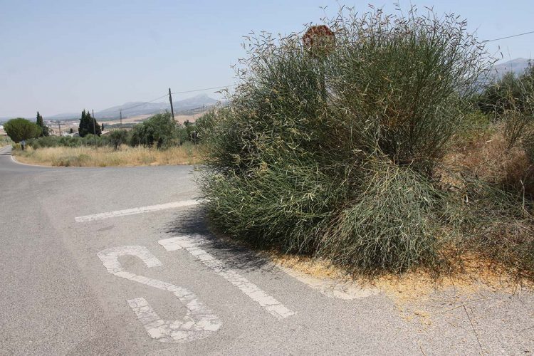 Vecinos y turistas protestan por la existencia de un cruce muy peligroso por acumulación de maleza en una de las entradas a Ronda