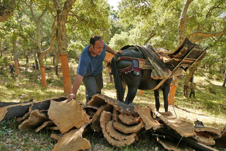 El Ayuntamiento pone en venta el corcho de los Montes de Propios por 630.000 euros