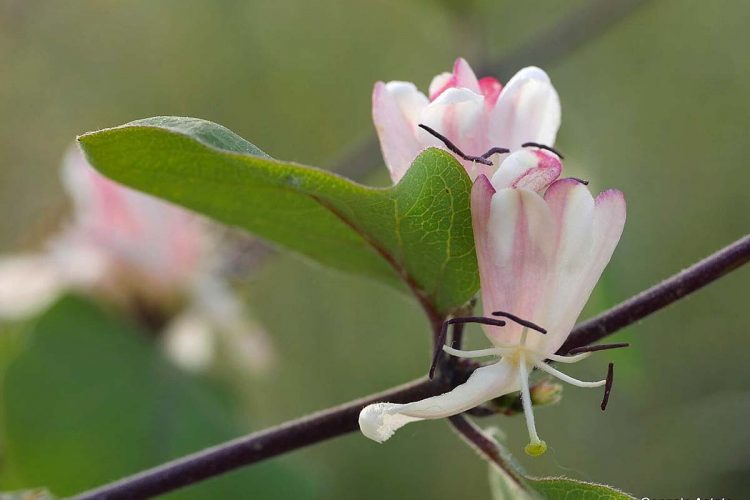 Plantas de la Serranía de Ronda: Lonicera arbórea. Madreselva arbórea (Caprifolium arboreum)