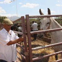Real Feria de Mayo: Tradición, campo y fiesta en una edición clave para la comarca