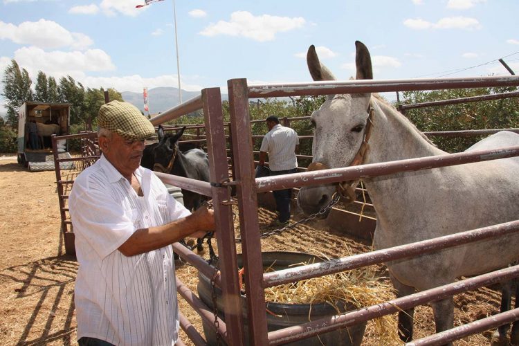 Arranca la tradicional Feria de Ganado de Septiembre con la asistencia de apenas diez équidos