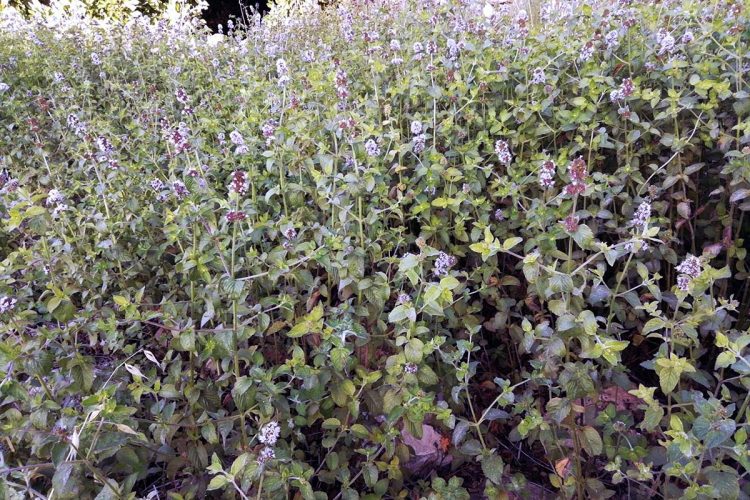 Plantas de la Serranía: Menta rizada, hierba santa, la joya de la salud